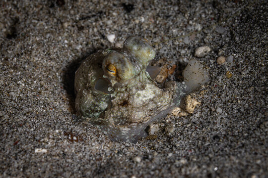Little Octopus @ Leyte, The Philippines