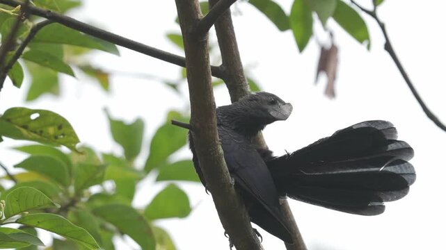 Smooth-billed Ani (Crotophaga ani) stunning close-up perched on a tree branch while carefully preening its tail feathers. The footage captures intricate feather grooming behavior.