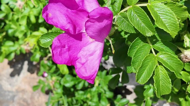 Close up of a vibrant pink wild rose with a bee collecting pollen, which refuses to be shaken off despite the strong wind
