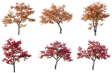 Set of Acer palmatum tree elevation, front view, cutout, transparent background, isolate, Vibrant Autumn Maple Trees - A Collection of Six Stunning Foliage Variations © Peter Hai