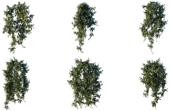 Set of Tradescantia zebrina bosse tree elevation, front view, cutout, transparent background, isolate