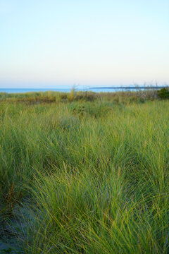 Dune grass and sand dune, coast protection at Ahrenshoop, Darss Peninsula