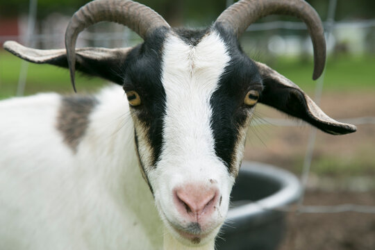Goat Close Up Portrait