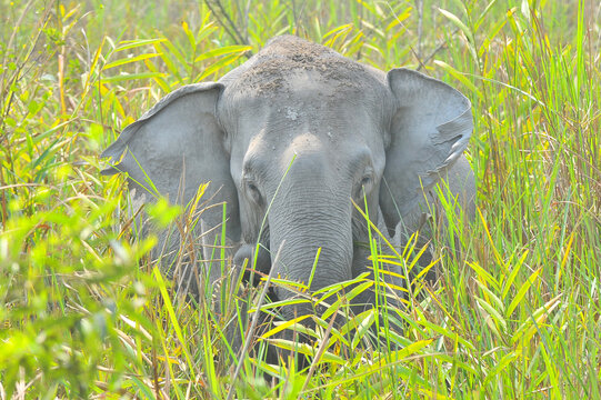 The Asian elephant (Elephas maximus), also known as the Asiatic elephant in Kaziranga national Park, India