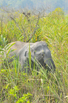 The Asian elephant (Elephas maximus), also known as the Asiatic elephant in Kaziranga national Park, India
