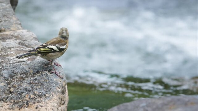Close-up of bird (European greenfinch) perched on a rock by the river