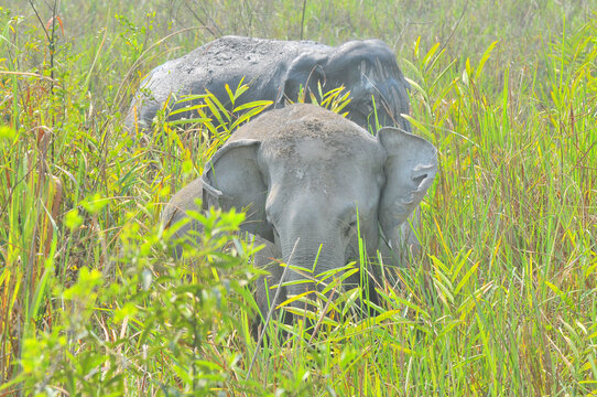 The Asian elephant (Elephas maximus), also known as the Asiatic elephant in Kaziranga national Park, India