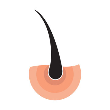 Hair Follicle Anatomy Cross-Section Vector Illustration, Human Skin Hair Root Structure Flat Design Icon