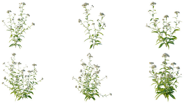 Set of Anaphalis sinica tree elevation, front view, cutout, transparent background, isolate, 3D Rendered Wildflowers - Detailed Floral Arrangement for Design and Botanical Projects