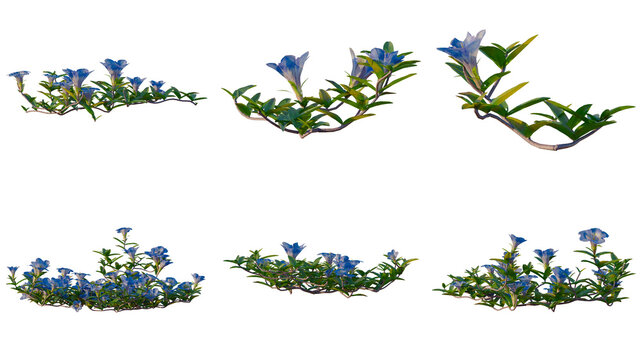 Set of Gentiana scabra bunge tree elevation, front view, cutout, transparent background, isolate, Stylized Bluebell Plants - Game Assets, Various Sizes for Levels and Landscapes