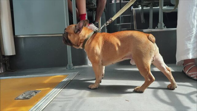 French bulldog panting with tongue out standing inside public bus during daytime travel