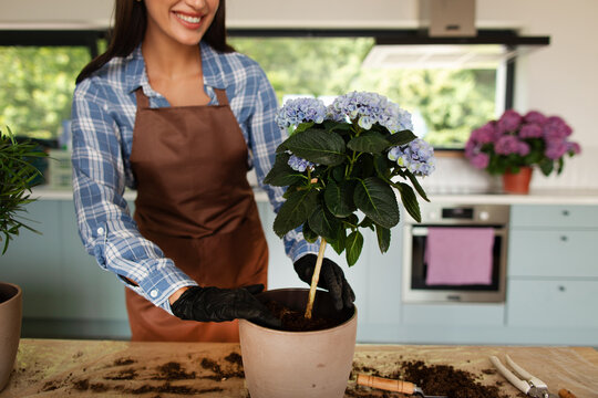 Cheerful female gardener carefully repotting flowering hydrangea, enjoying home gardening and caring for ornamental houseplants