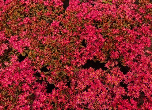 Sedum (Fetthenne), hohe Sorte mit roten/pinken Bl&uuml;ten