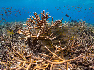 School of grunts and snappers taking shelter in Acropora cervicornis garden. © Bernardo