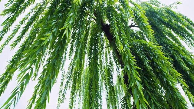 Green weeping willow branches with slender leaves