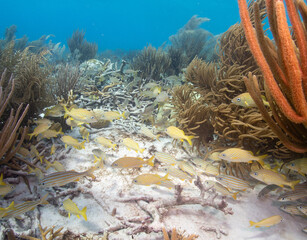 School of yellowtail snappers swimming through soft corals in Bonaire. © Bernardo