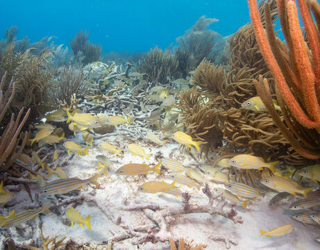 School of yellowtail snappers swimming through soft corals in Bonaire.