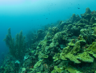 Scenic wide-angle underwater panorama of the famous Thousand Steps dive site reef framework in Bonaire, displaying diverse hard corals and sea plumes in clear water. © Bernardo