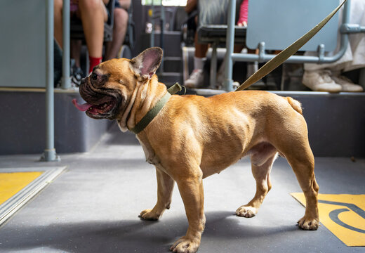 French bulldog with leash standing inside public bus during daytime travel
