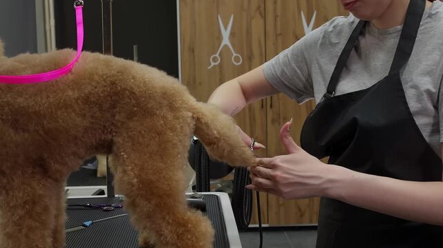 Professional groomer brushes fluffy apricot poodle with slicker brush in pet salon, wearing black apron, pink leash visible, wooden wall background.