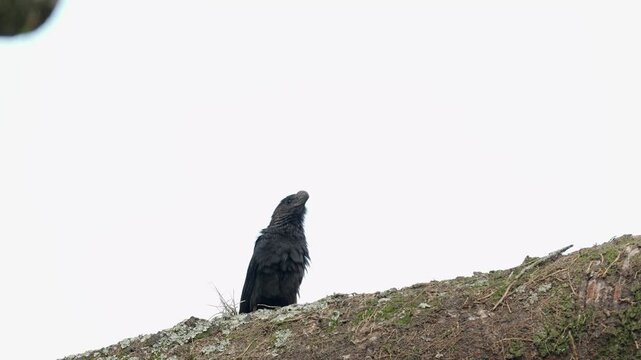 Smooth-billed Ani (Crotophaga ani) Perched on Tree Before Taking Flight | Tropical Bird Wildlife 4