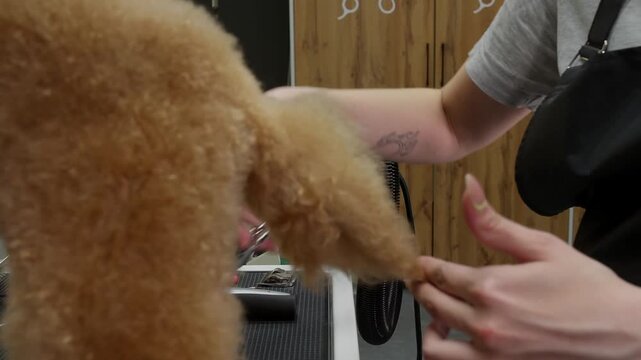 Professional groomer brushes curly apricot poodle coat with slicker brush during pet grooming session at salon.