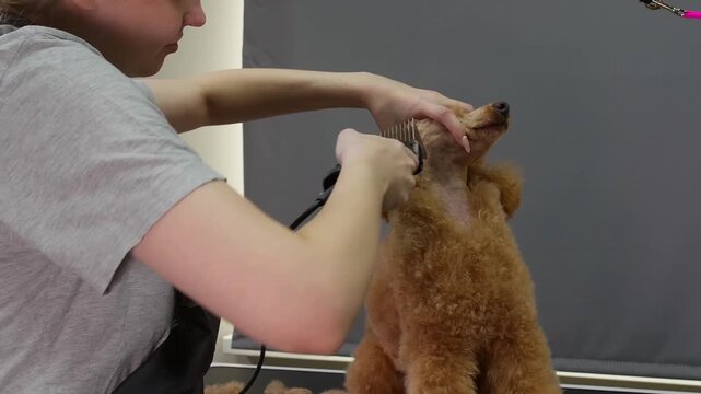 Professional groomer uses electric clippers to carefully trim ears on apricot colored poodle during grooming session, showing skilled pet care technique.