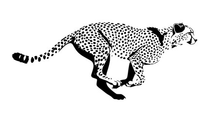Dynamic running cheetah vector illustration featuring black and white spotted coat pattern stylized wild cat silhouette isolated on white background © Mohammad