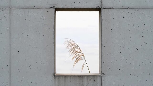Dried grass stalk through concrete window opening