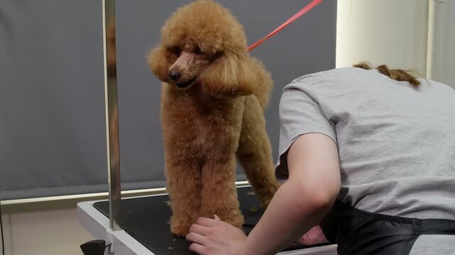 Professional groomer holds leash of fluffy apricot colored poodle on grooming table during pet care appointment, showing breed preparation for show or general maintenance.