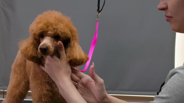 Close up of groomer holding pink grooming equipment near fluffy apricot colored poodle dog during professional grooming session indoors.