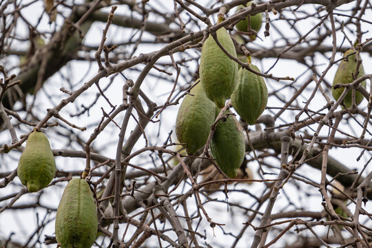 Kapok tree, Ceiba pentandra or white silk cotton tree