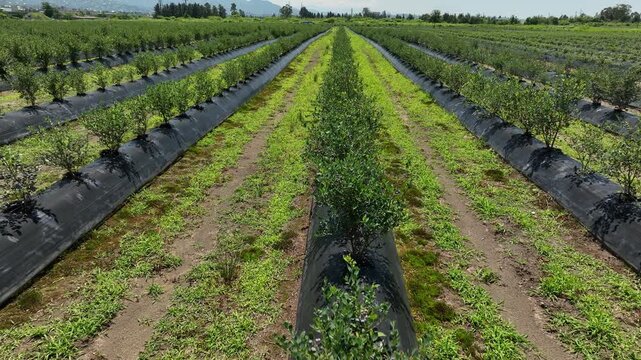 aerial drone shot overlooking a massive agricultural plantation of organic blueberries. The video highlights the modern farming technique, showcasing long, systematic rows of young green bushes