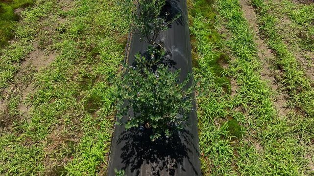 aerial drone shot overlooking a massive agricultural plantation of organic blueberries. The video highlights the modern farming technique, showcasing long, systematic rows of young green bushes