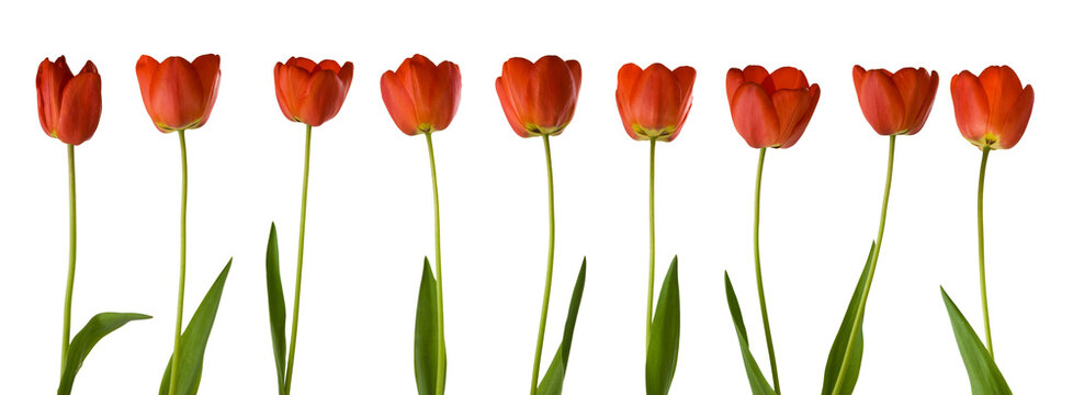 Several red tulips stand in a row with green stems and leaves. The background is plain and light. The flowers show their smooth petals and vibrant color.