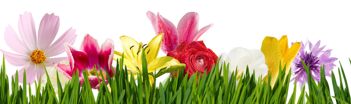 Flowers of various colors grow in a garden setting. Green grass surrounds the flowers, showing the beauty of spring. The sun shines brightly on this vibrant scene.