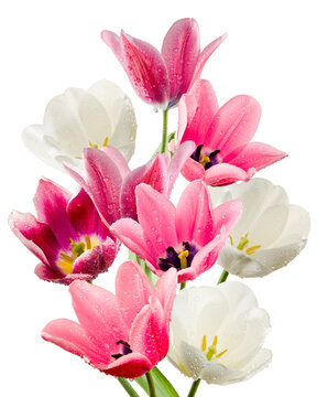 Colorful flowers with water droplets on their petals are arranged in a bouquet. Pink and white colors dominate the display, creating a bright scene. The flowers look fresh.