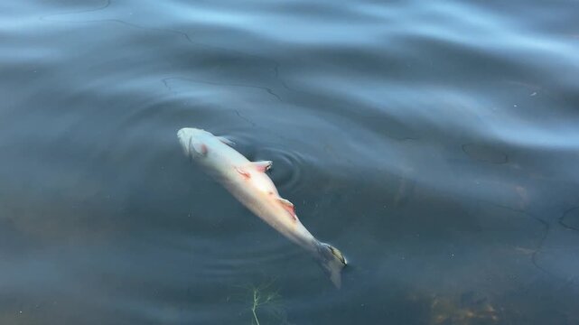 Poissons morts sur le lac. Truites mortes flottant &agrave; la surface de l'eau.	

