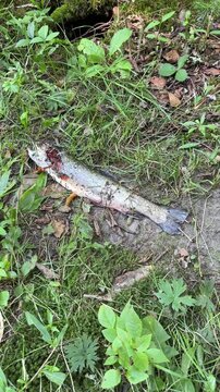 Poissons morts sur le gazon. Truites mortes sur le sol.