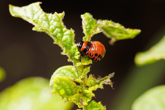 Colorado potato beetle eating potato leaves in the garden. Close-up