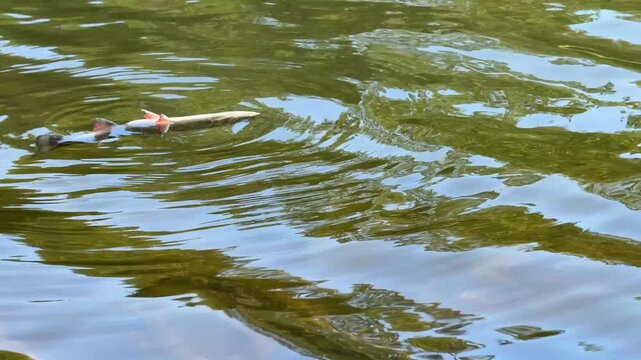 Poissons morts sur le lac. Truites mortes flottant &agrave; la surface de l'eau.	
