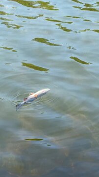 Poissons morts sur le lac. Truites mortes flottant &agrave; la surface de l'eau.	