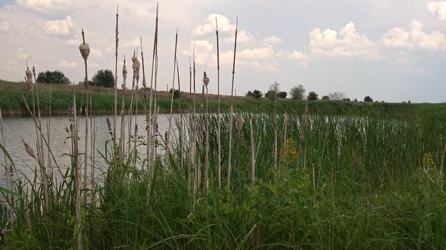 Overgrown green marsh reeds and cattails by a calm riverbank in summer
