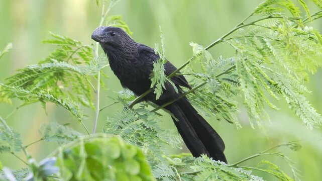 Smooth-billed Ani (Crotophaga ani) Close-Up Perched on Tree Branch | Tropical Wildlife Bird Portrait 4K