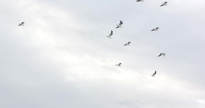 Gusting wind is moving gulls that are spreading, circling and migrating up and right across clouds