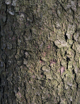 tree bark texture