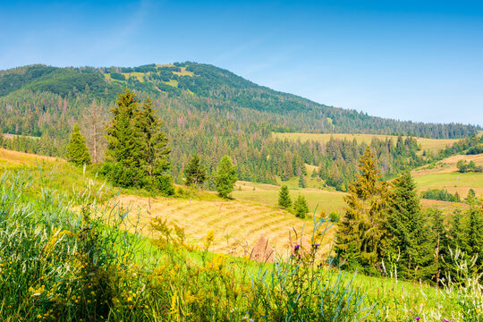 rural scene in carpathian mountain landscape. summer countryside view with rolling hills in lush green grass. forested slopes in the distance