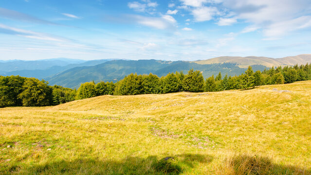 mountain landscape of ukraine. alpine grassy meadow and deciduous forest on the hill. late summer nature background for carpathian adventures