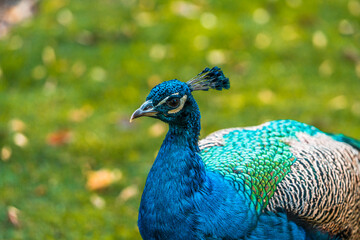Obraz premium A detailed portrait of the blue peacock head reveals shimmering feathers and expressive eyes.