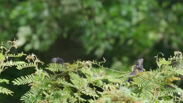Pair of Smooth-billed Ani (Crotophaga ani) Preening on Tree Branch | Social Tropical Bird Behavior 4K